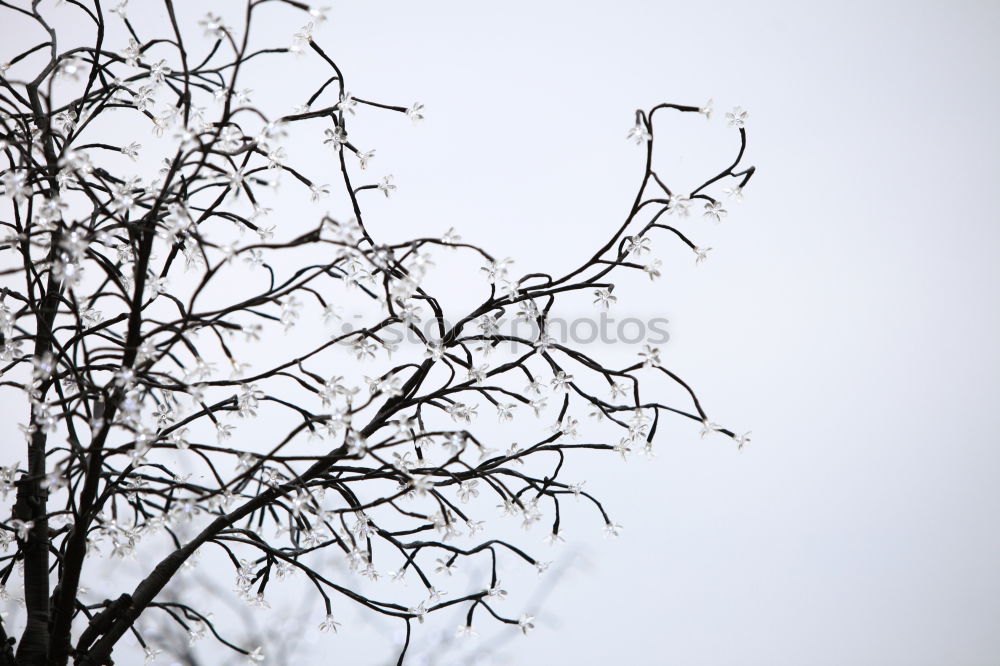 Similar – Image, Stock Photo Wire-puller? Plant