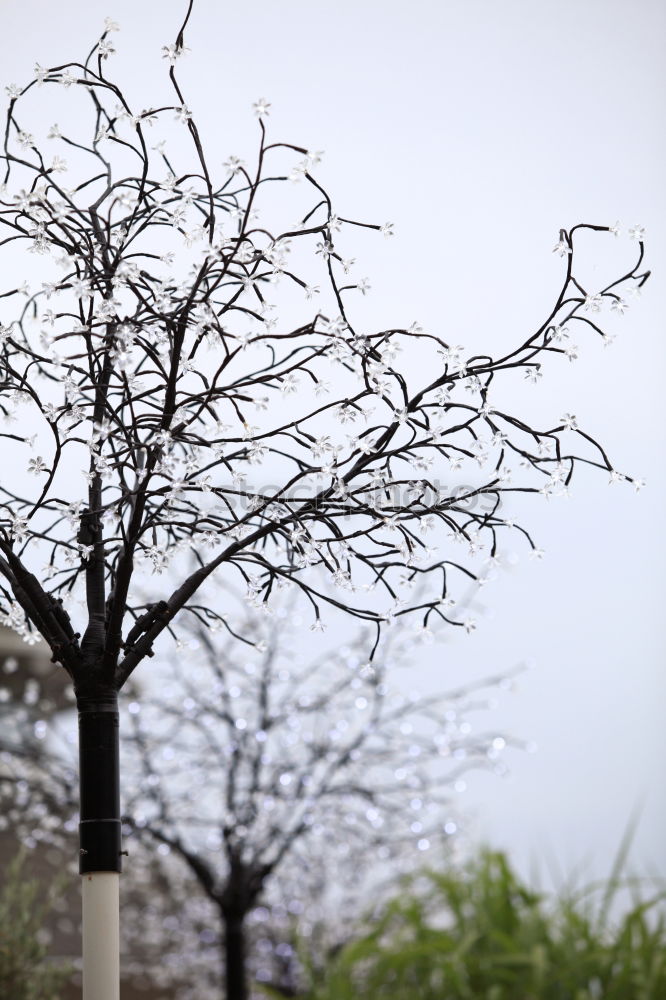 Similar – Image, Stock Photo – grow Plant Tree Bushes