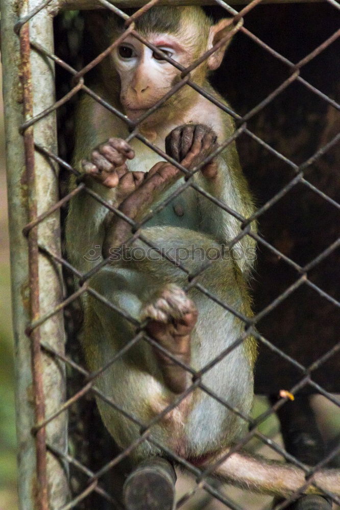 Similar – Image, Stock Photo Monkey I Animal Monkeys 1