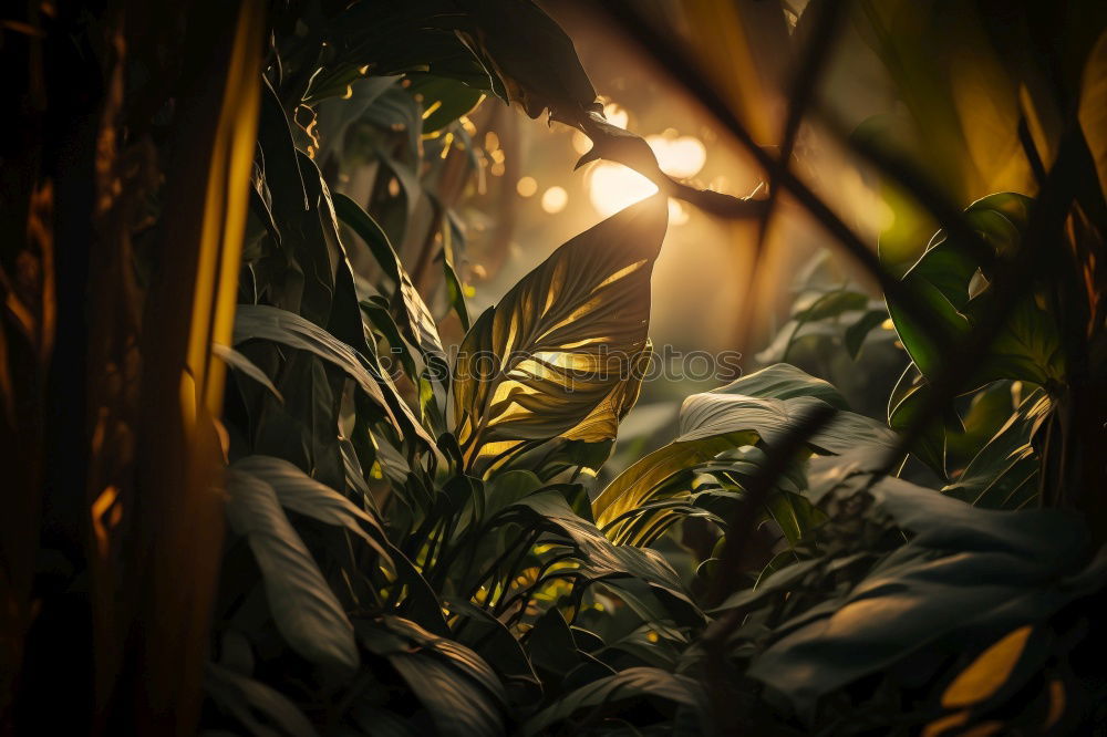 Similar – Backlit leaves Nature