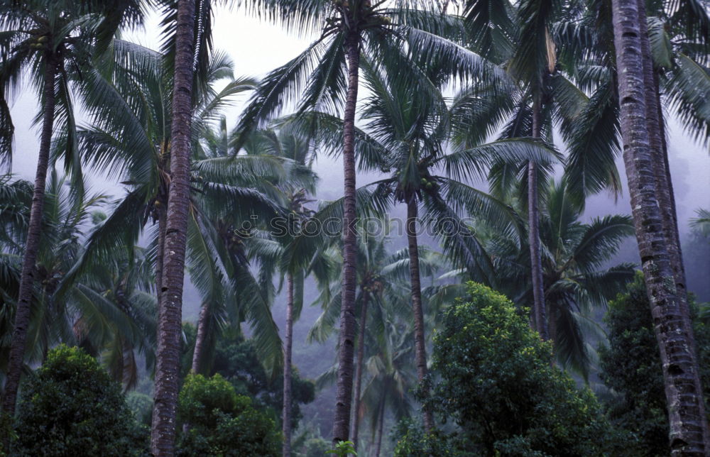 Seychelles Palm View