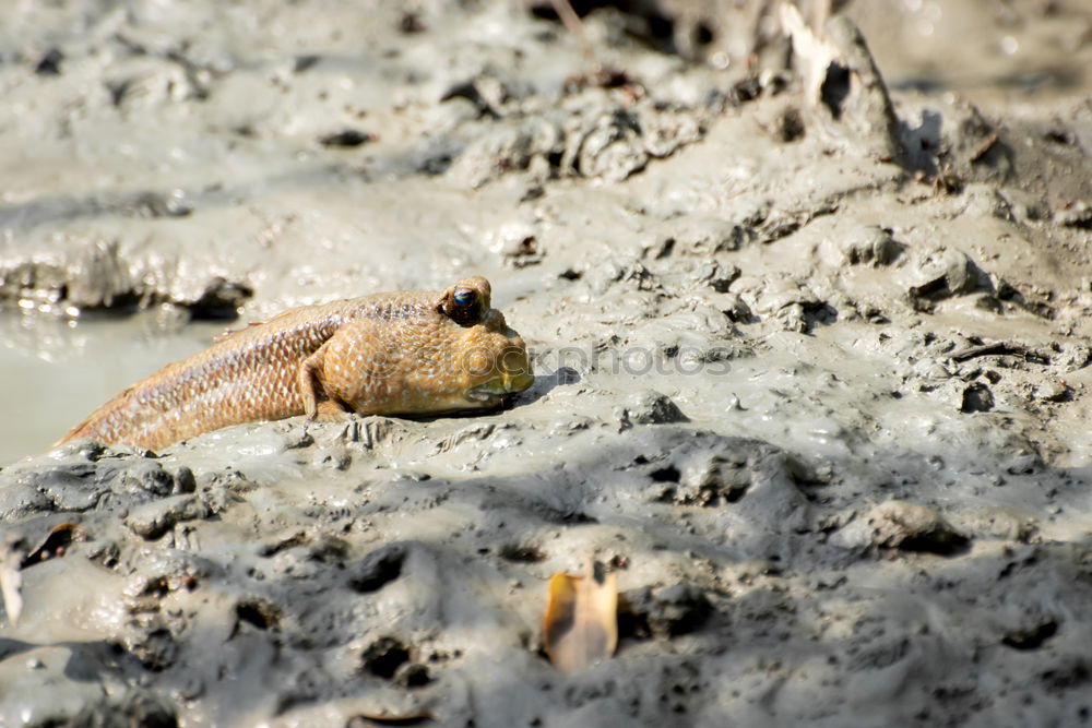 Similar – Foto Bild Los, hüpf! Frosch Kröte