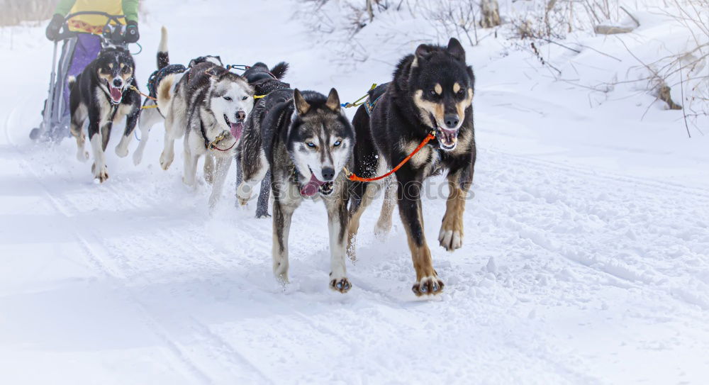 Similar – Image, Stock Photo Sled dog team at full speed