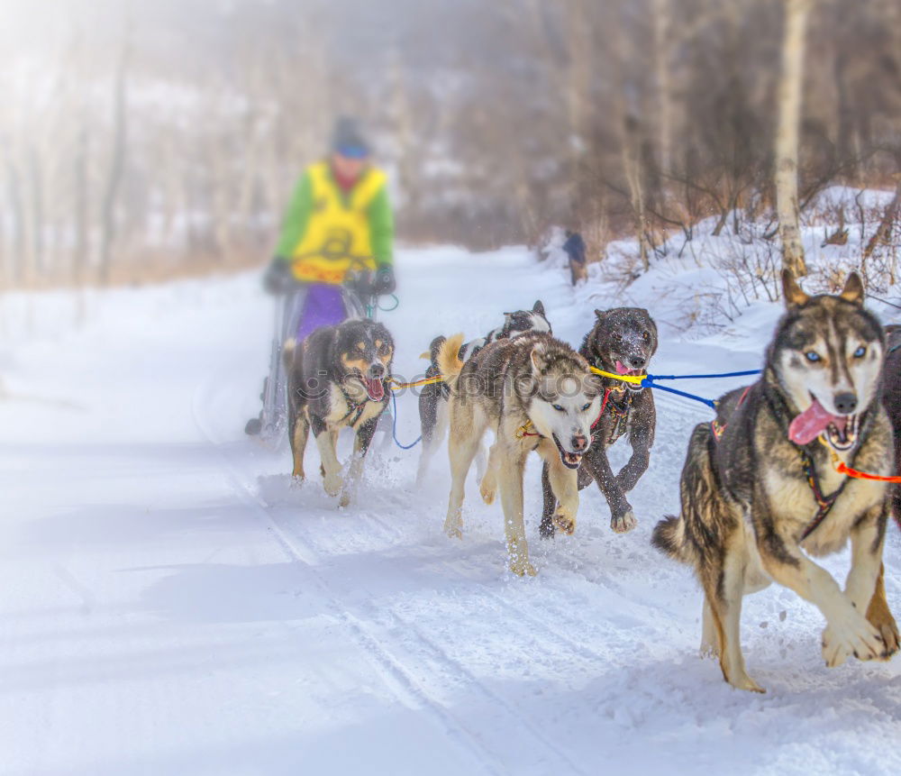 Similar – Horse carriage in winter