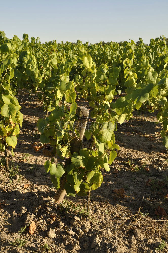 Image, Stock Photo grapes Nature Summer