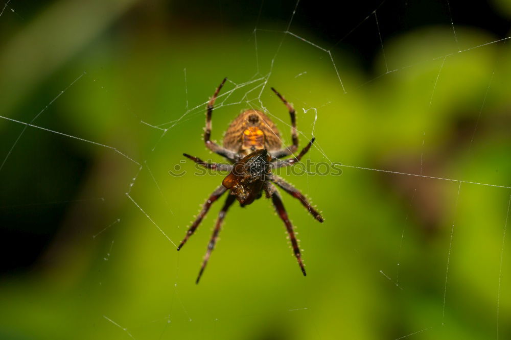 Similar – Image, Stock Photo Nursery Web Spider Sitting On Green Leaf In Garden