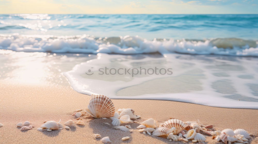 Similar – Macro shot of shell at sand beach