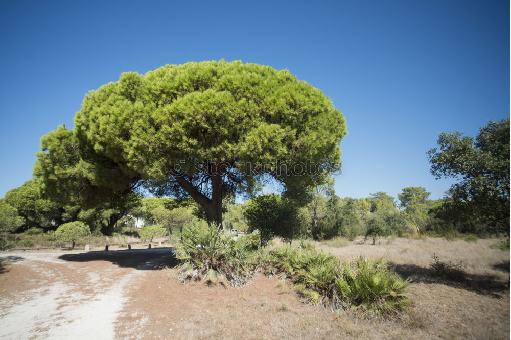 Pines offer shade on the beach in Sardinia