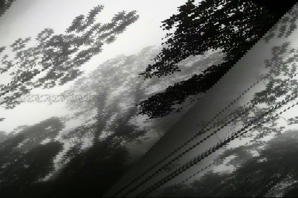 Similar – Image, Stock Photo Blackwood Forest