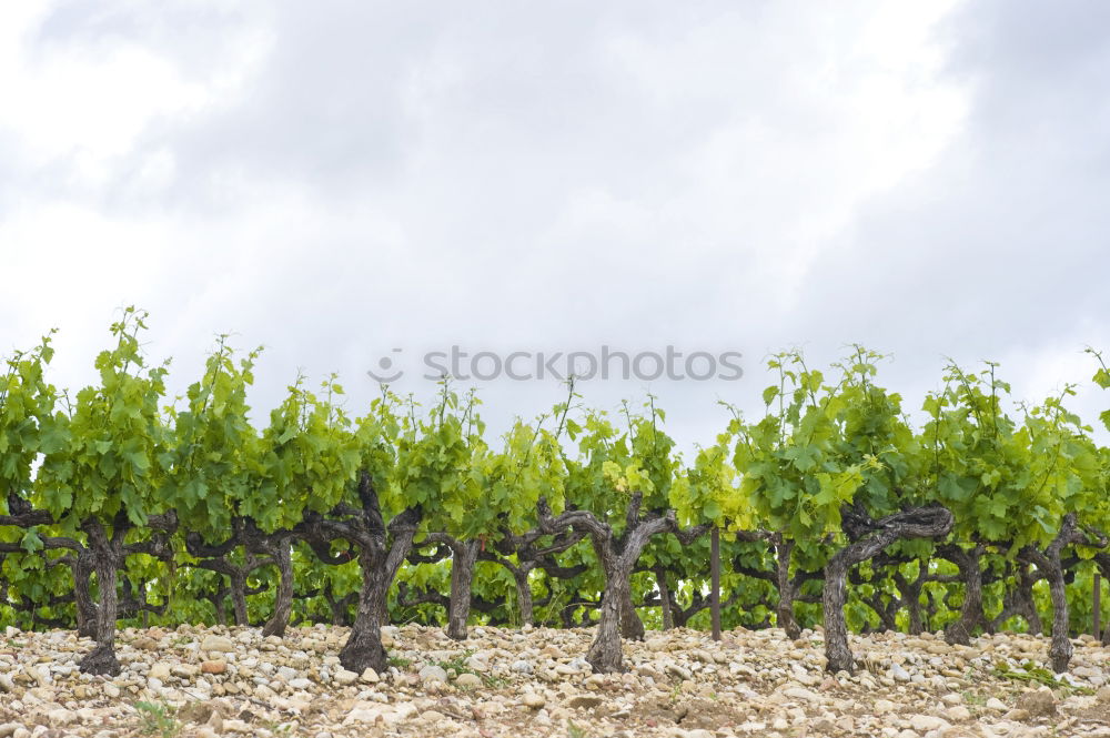 Similar – Châteauneuf-du-Pape Summer