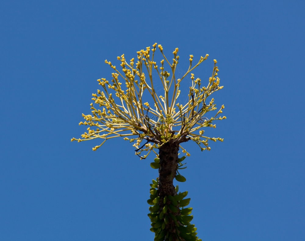 Similar – Branch of a corkscrew hazel bush with hazel catkin in front of a blue sky