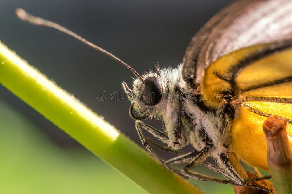 Similar – schaut ins Land : Windenschwärmer_05 (Agrius convolvuli)