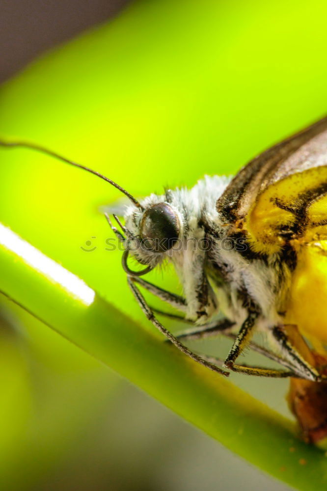 Similar – Image, Stock Photo Vegetarian mosquito