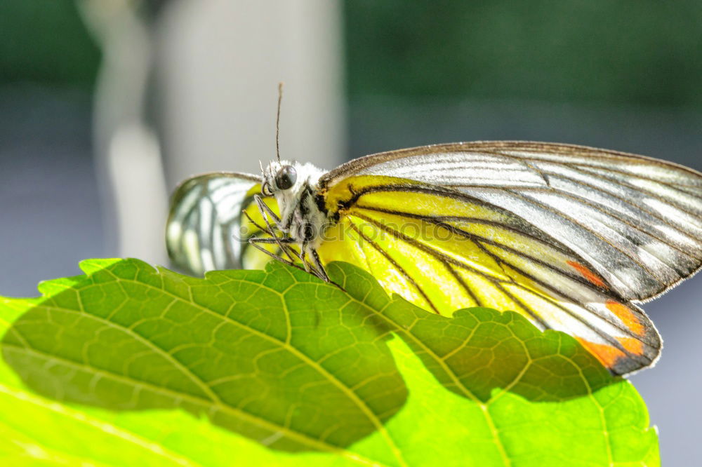 Similar – versteckt schön Natur