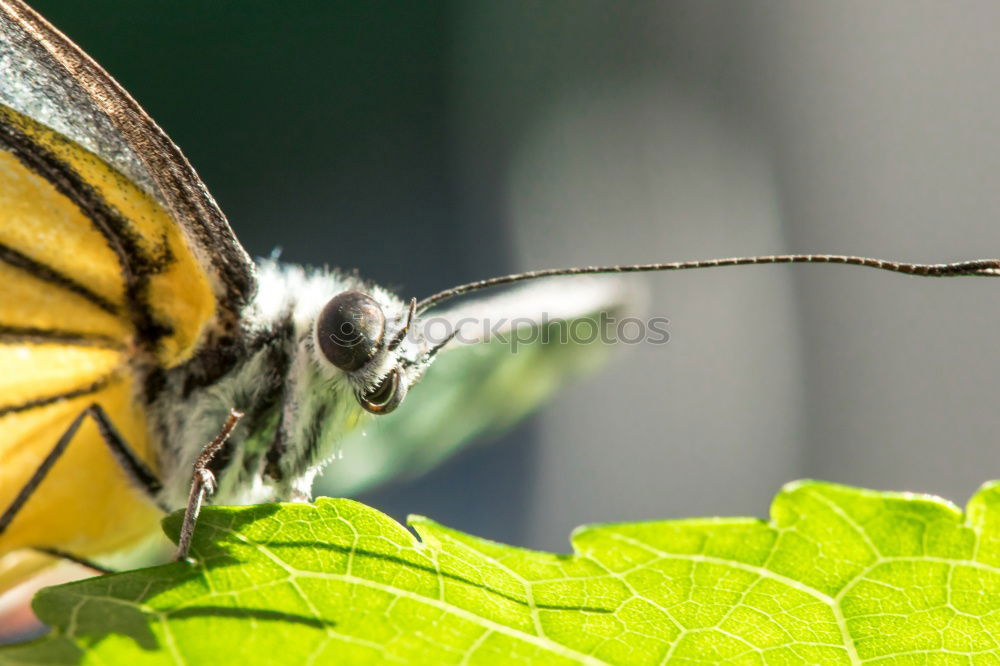 Similar – Image, Stock Photo admiral Butterfly Insect