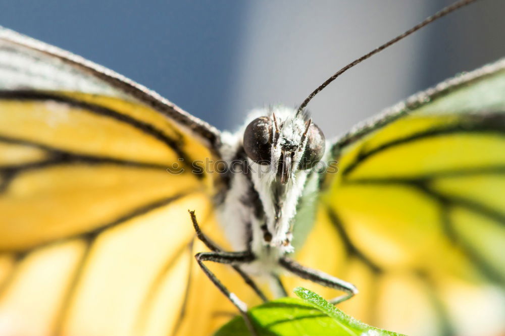 Similar – Image, Stock Photo Butterfly in a meadow