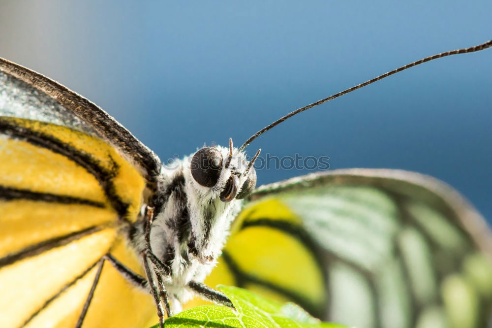 Similar – Image, Stock Photo worm’s-eye view Nature