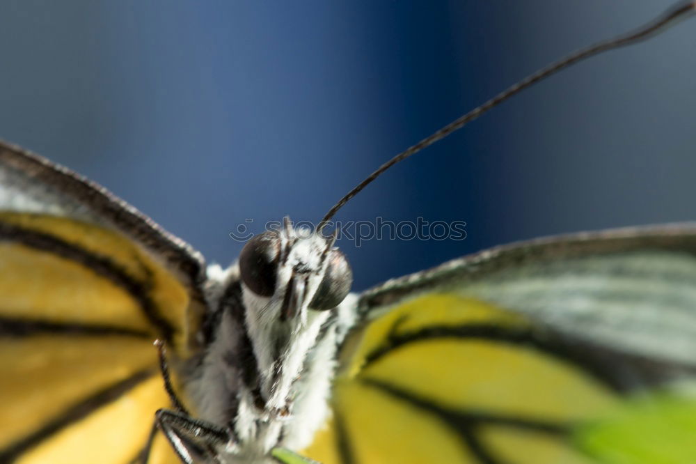 Similar – Common Buckeye Junonia Coenia