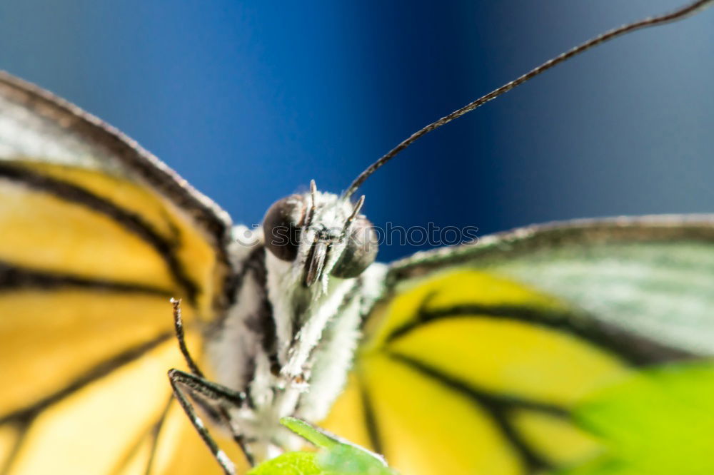 Similar – Image, Stock Photo Butterfly wings