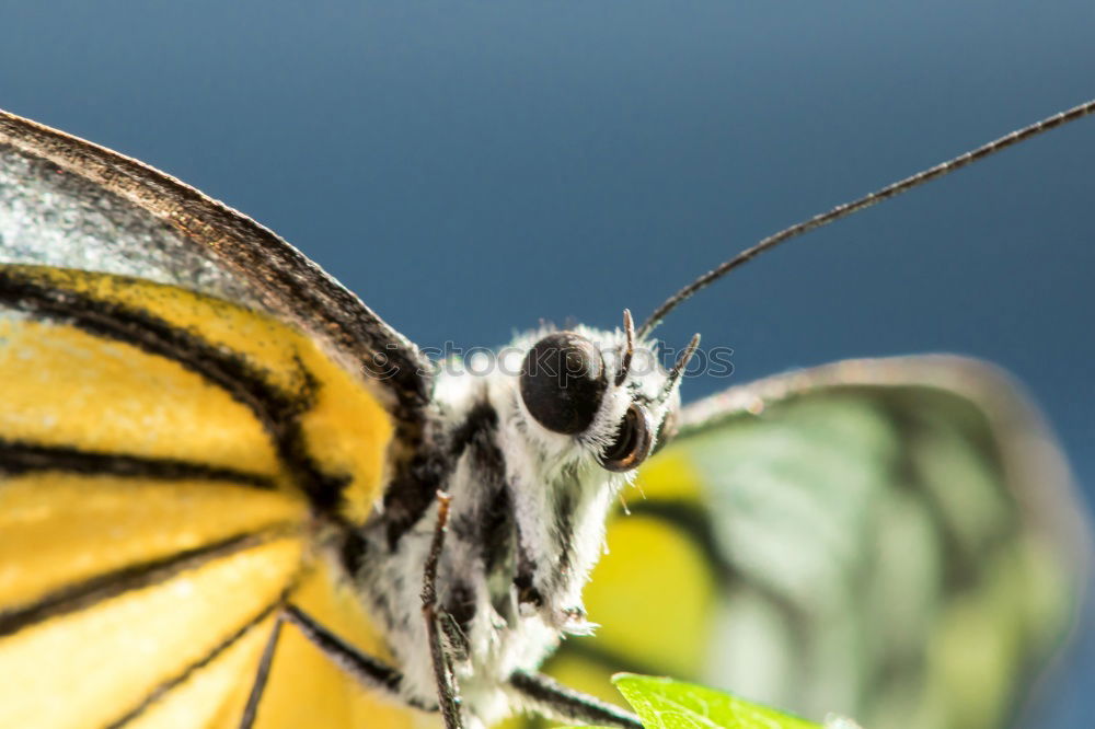 Similar – Common Buckeye Junonia Coenia