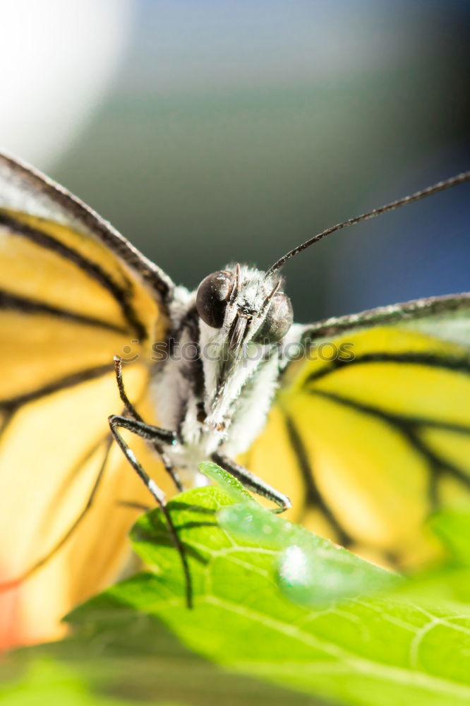 Similar – Image, Stock Photo Butterfly IV Insect Animal