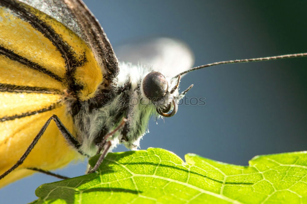 Similar – Common Buckeye Junonia Coenia