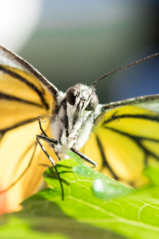 Similar – Image, Stock Photo Butterfly IV Insect Animal