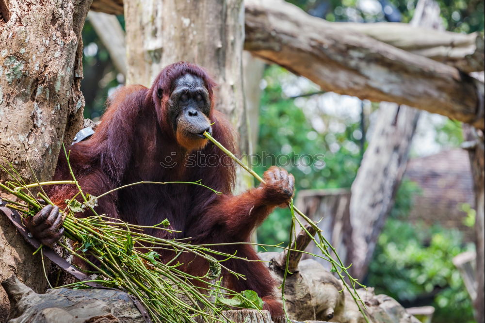 Image, Stock Photo Orang Utan in the rainforest