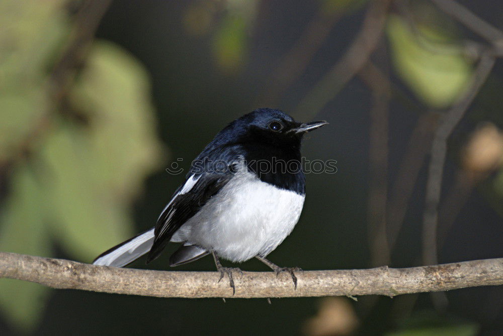 Similar – Image, Stock Photo Southern Fiscal Shrike