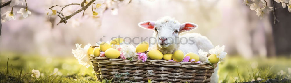 Similar – Image, Stock Photo Off to the nest Easter