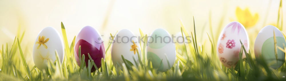 Similar – Image, Stock Photo Wild hyacinths at sunlight on forest glade. Spring nature background. Springtime outdoor