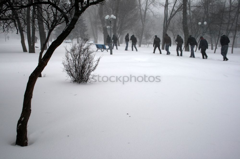 Similar – Flamingos im Schnee