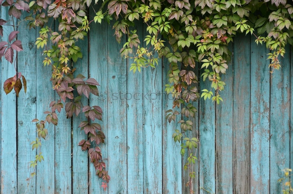 Image, Stock Photo garden time Garden plot