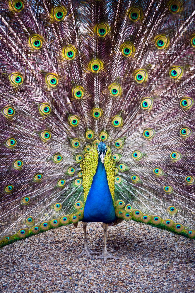 Similar – peacock Animal Wild animal