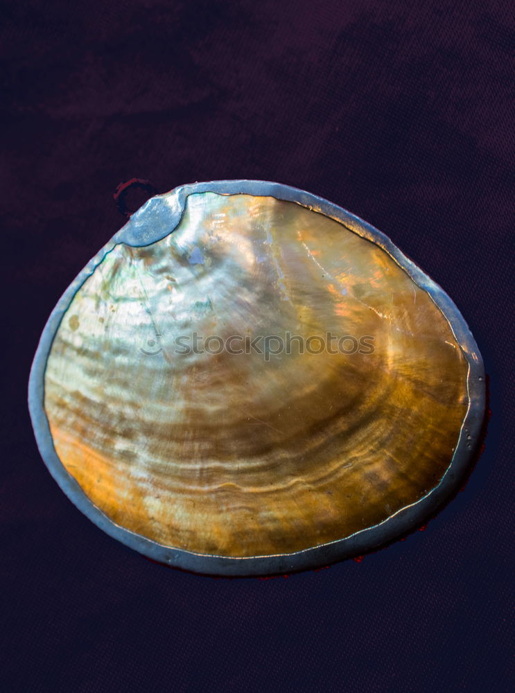 Similar – uninhabited shell