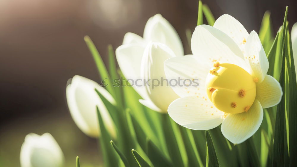 Similar – Image, Stock Photo springtime Environment