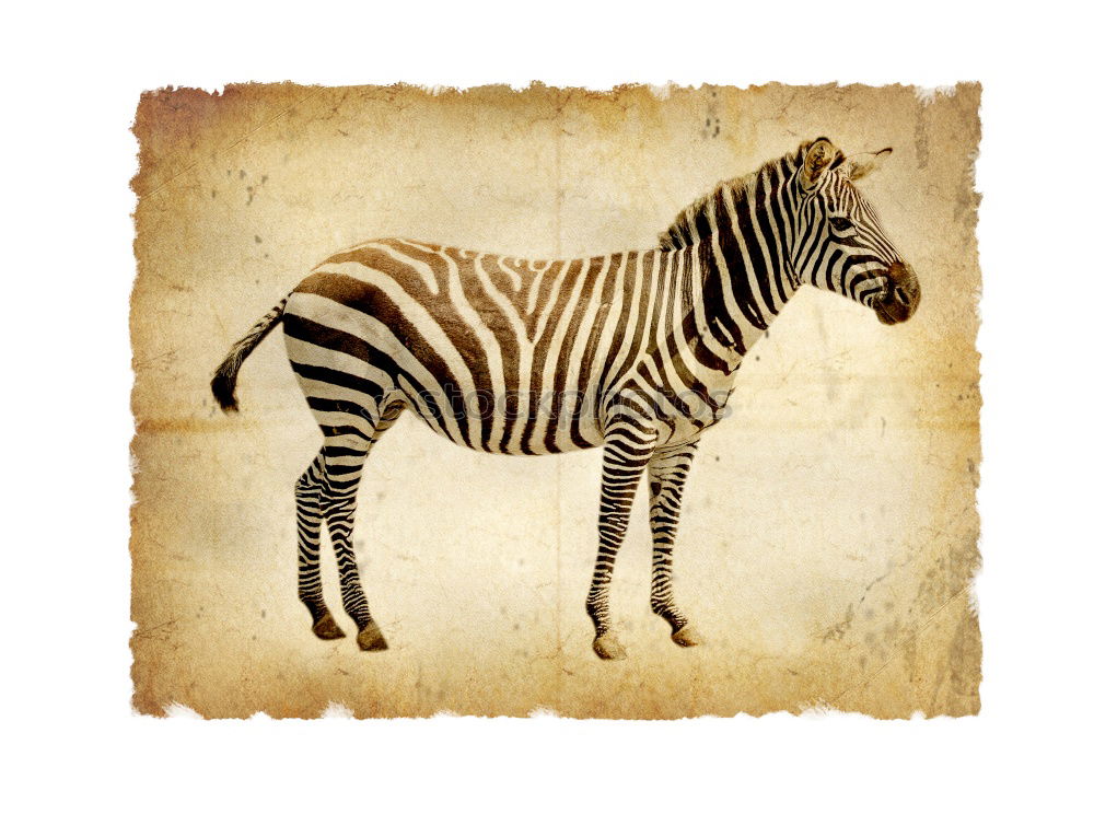 Similar – Image, Stock Photo street-graffiti-zebra