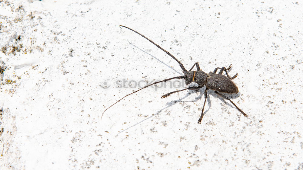 Close up of a spider and an ant