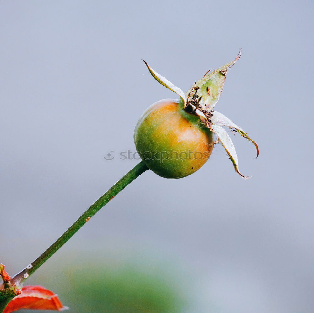 Similar – Image, Stock Photo rose hips Dog rose