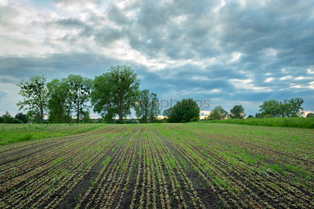 Similar – Image, Stock Photo harvest time Harmonious