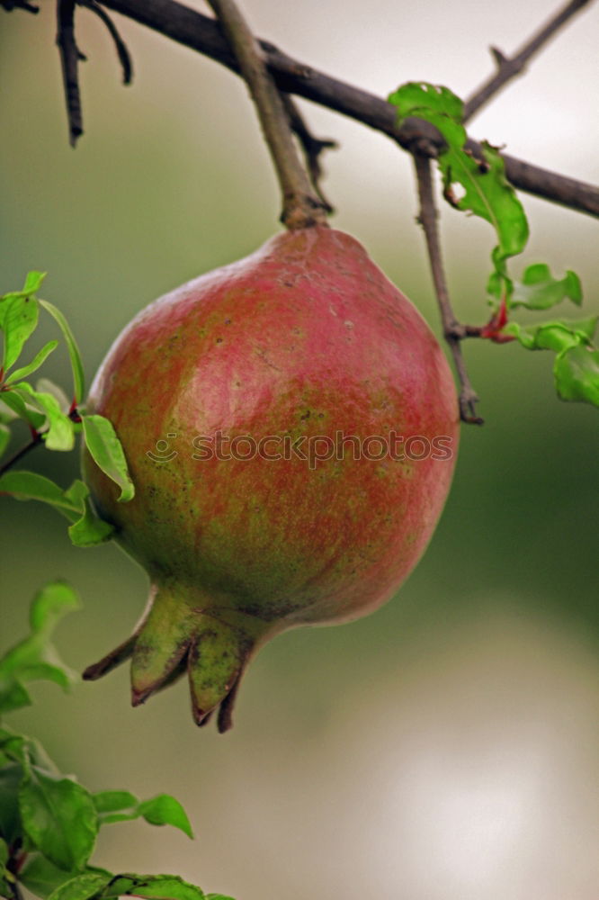 Similar – Image, Stock Photo soon… Fruit Apple Autumn