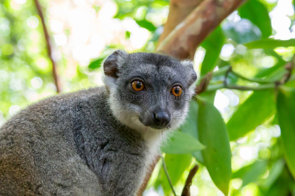 Similar – Image, Stock Photo koalalalala SECOND Tree