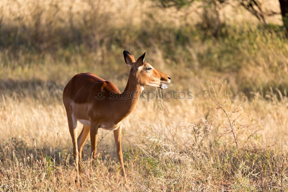 Similar – Thomson gazelles grazing