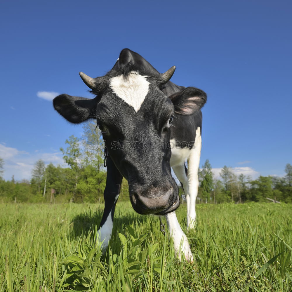 Similar – Image, Stock Photo funny close up cow on green grass pasture outdoors