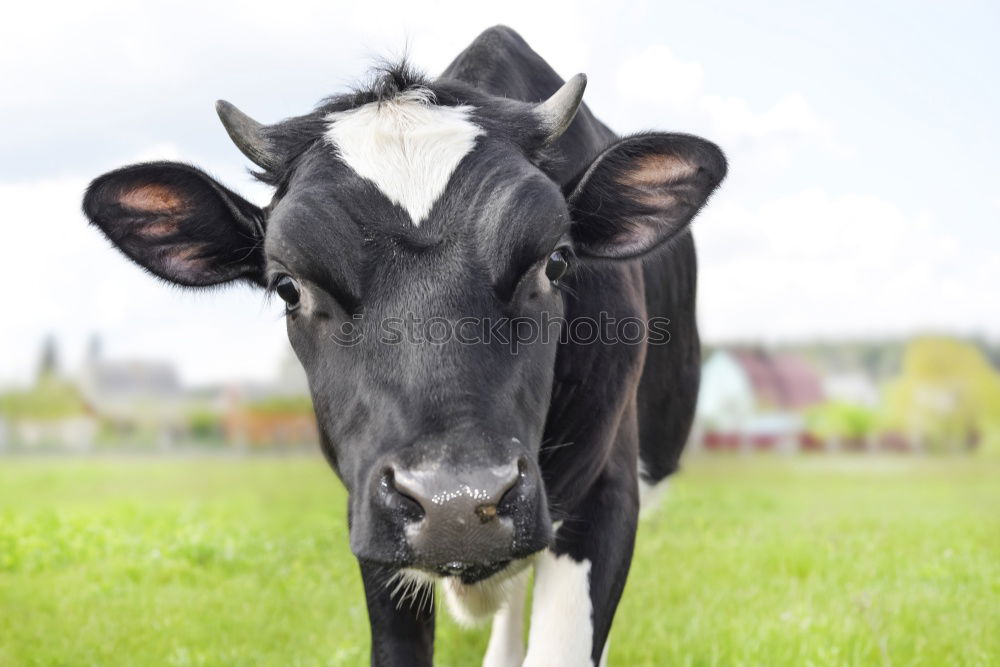 Image, Stock Photo The dark side | The dark (out)side. Wet black cow