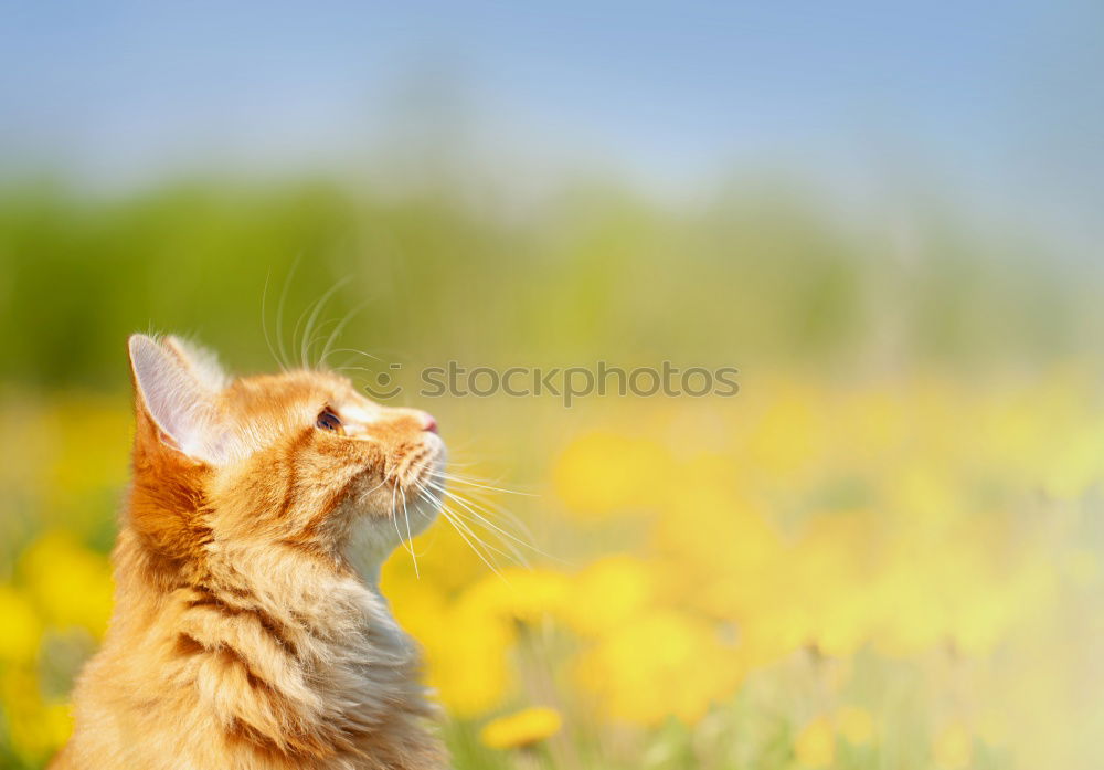 Similar – Image, Stock Photo katzenviech Nature Plant