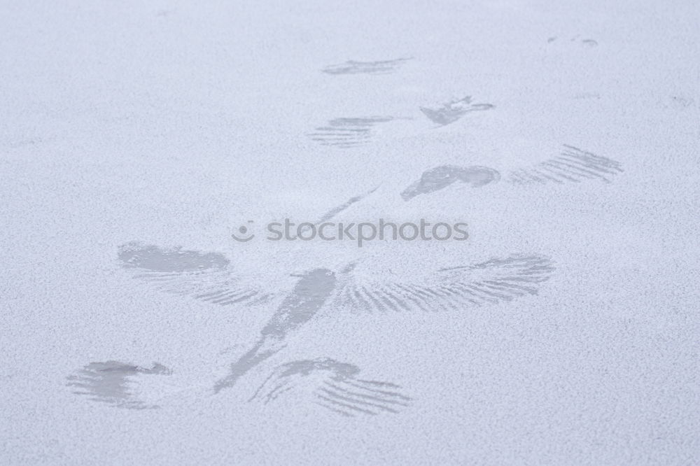 Similar – Vorwärts im Schnee Hund