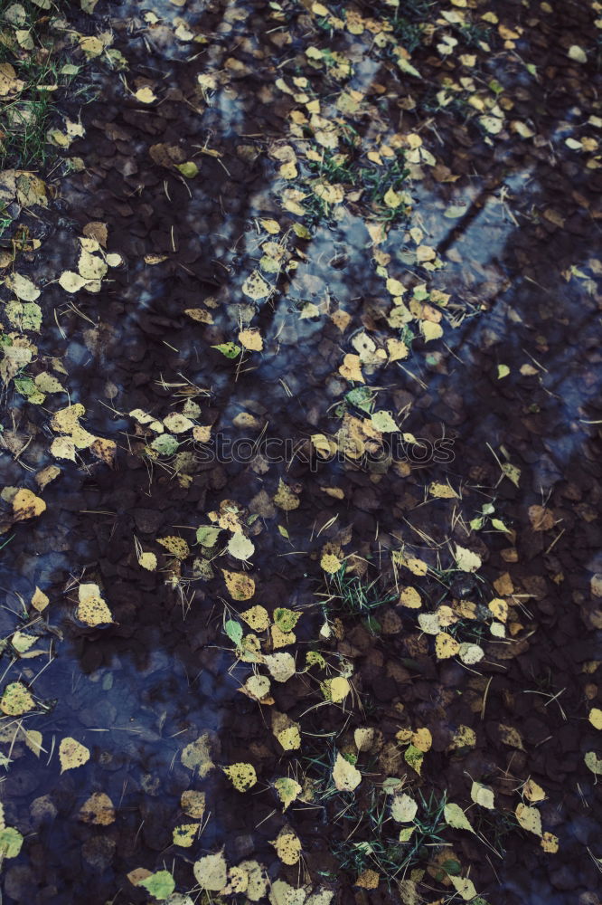 Similar – leaves Leaf Wet Autumn