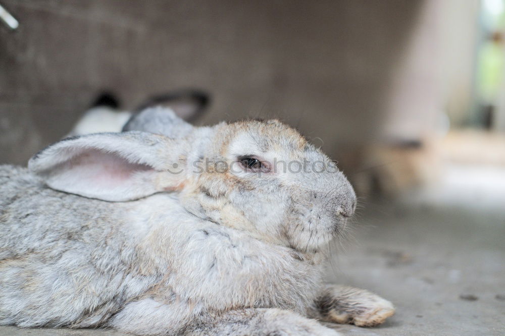 Similar – Image, Stock Photo after-lunch nap Girl Arm