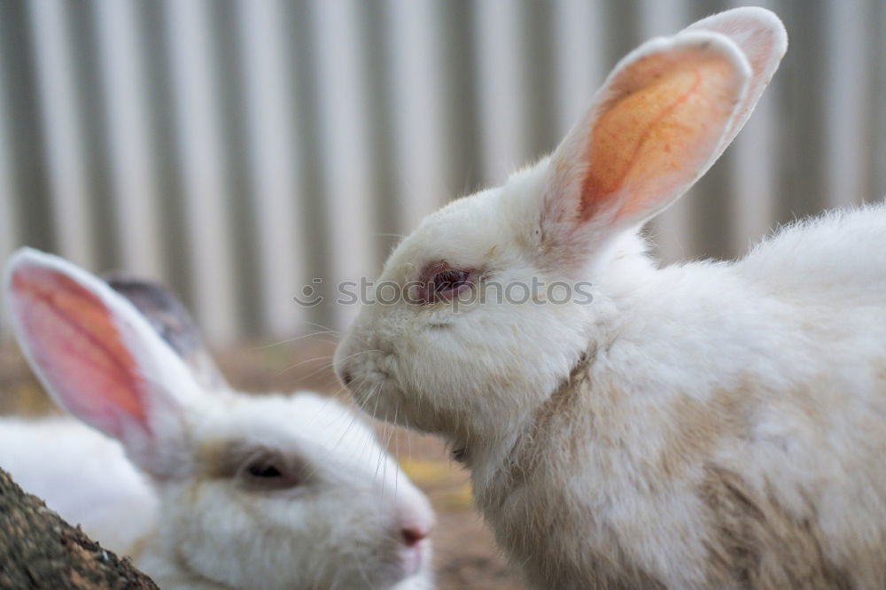 Similar – Image, Stock Photo rabbit lunch Animal Pet